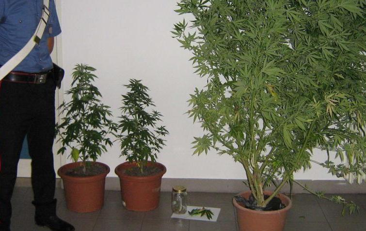 carabinieri-marijuana