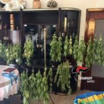23.10.2017 – cannabis in salotto e terrazzo (1)